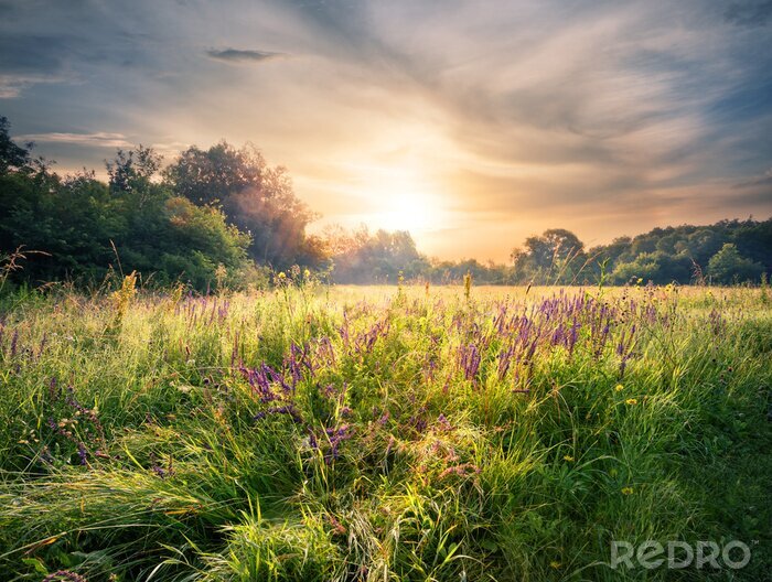 Fotobehang Een bloemenweide in het licht van de ochtendzon