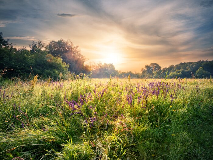 Fotobehang Een bloemenweide in het licht van de ochtendzon