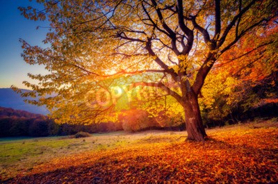 Fotobehang Een boom en zonsopgang in de herfst