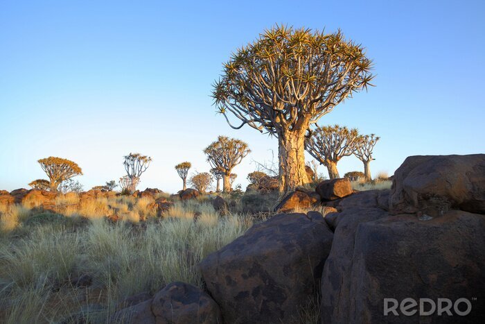 Fotobehang Een boom op een rots