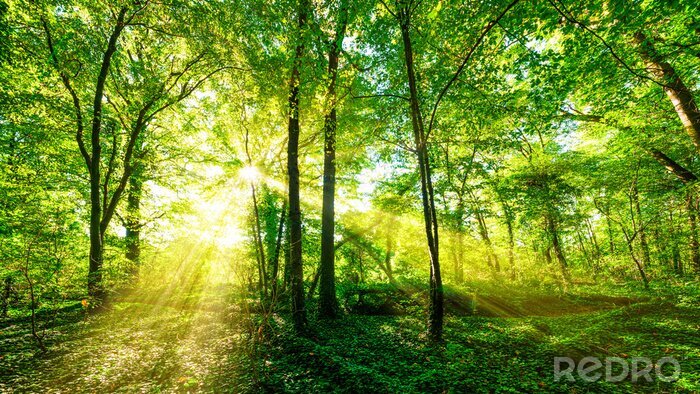Fotobehang Een bos badend in gouden zonlicht
