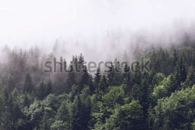 Fotobehang Een bos bedekt met mist