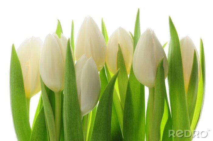 Fotobehang Een bos eenkleurige bloemen