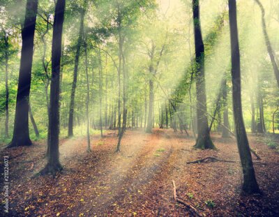 Fotobehang Een bos met zonnestralen die door de bladeren schijnen