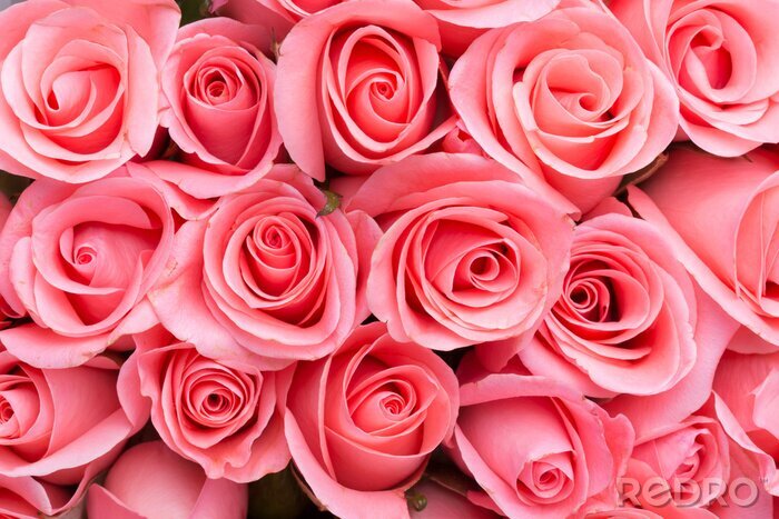 Fotobehang Een bos roze rozen
