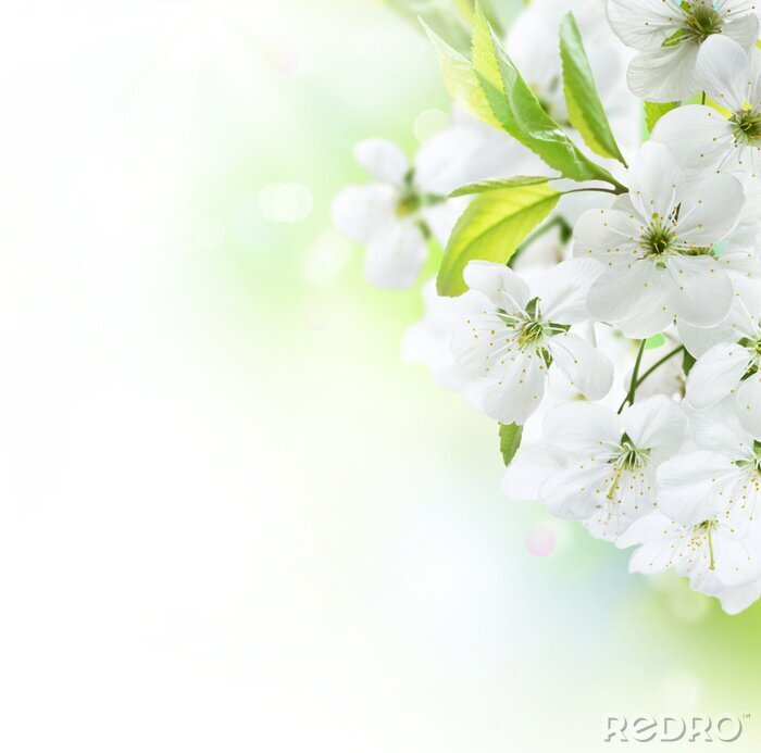 Fotobehang Een bos witte bloemen