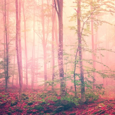 Poster Een boslandschap gehuld in veelkleurige mist.