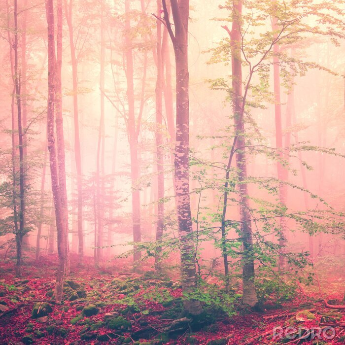 Fotobehang Een boslandschap gehuld in veelkleurige mist.