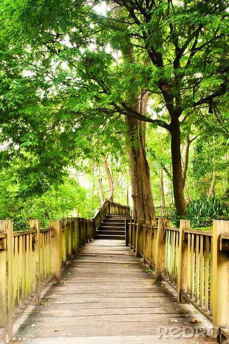 Fotobehang Een brug in een Thais bos