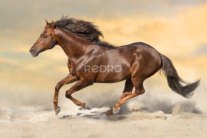 Fotobehang Een bruin paard galoppeert door de woestijn