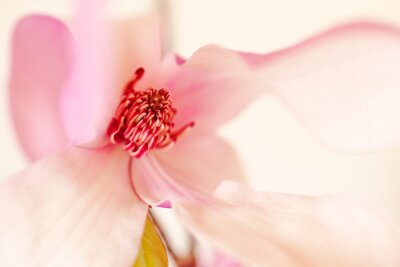 Een close-up van het midden van de magnolia