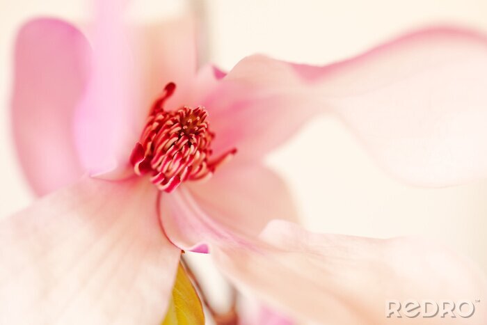 Fotobehang Een close-up van het midden van de magnolia
