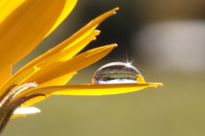 Fotobehang Een dauwdruppel op een bloem