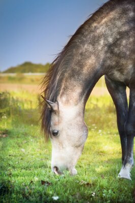 Een dier dat gras eet