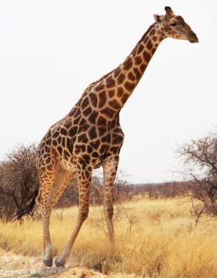 Een dier met een lange nek