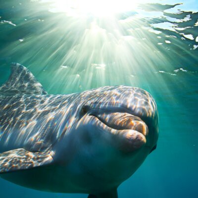Een dolfijn onderwater met zonnestralen. Close-up portret