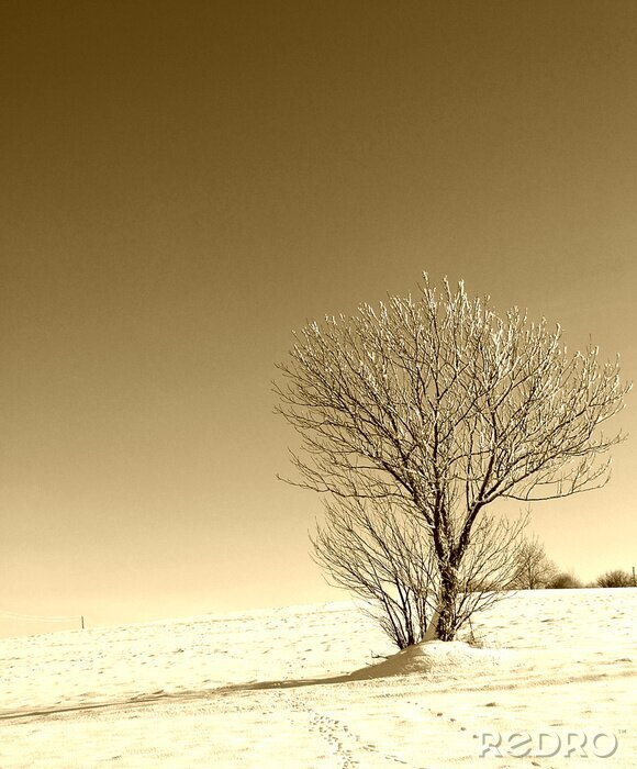 Fotobehang Een eenzame boom in een retro tint