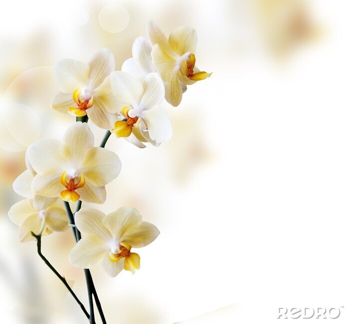 Fotobehang Een eenzame witte orchidee