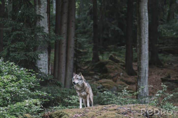 Fotobehang Een eenzame wolf aan de rand van het bos