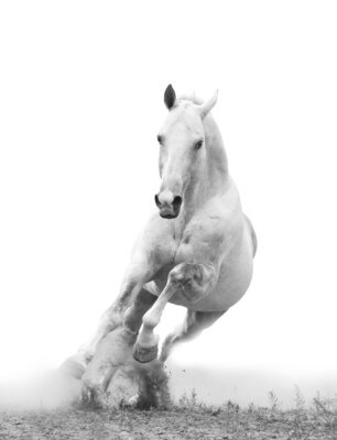 Een energiek wit paard