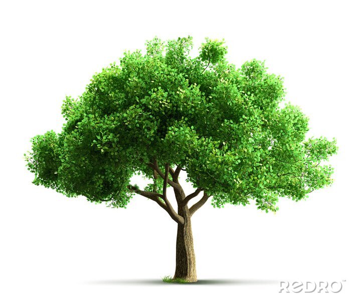 Fotobehang Een enkele boom