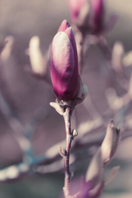 Een enkele magnoliaknop