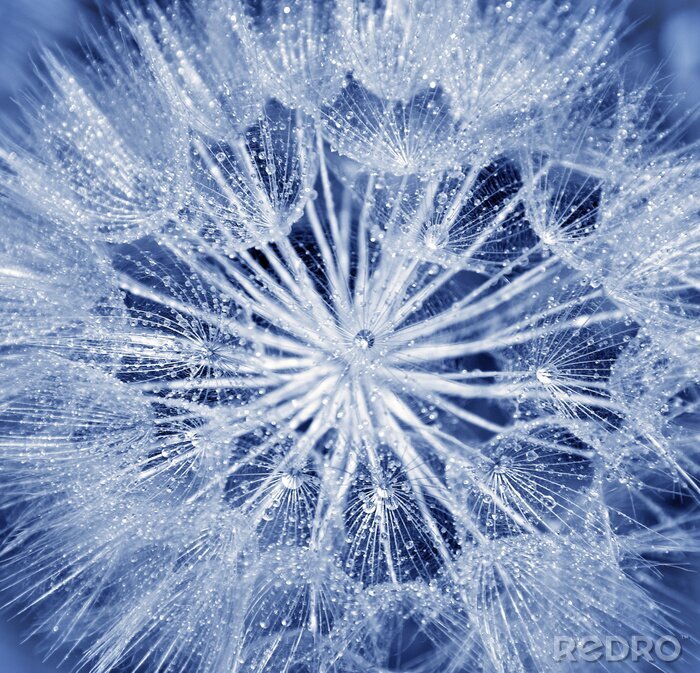 Fotobehang Een enkele paardebloem bloem