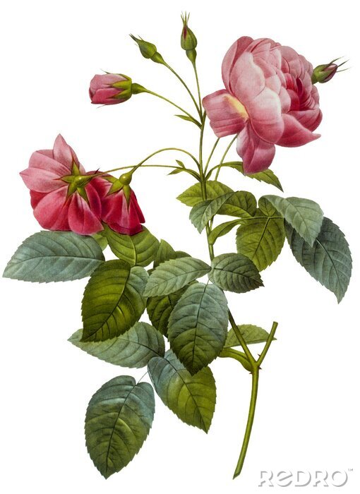 Fotobehang Een enkele tak met rode bloemen en bladeren