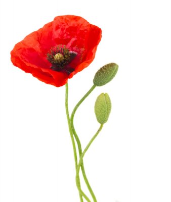 Fotobehang Een enkele tak papaver op een witte achtergrond