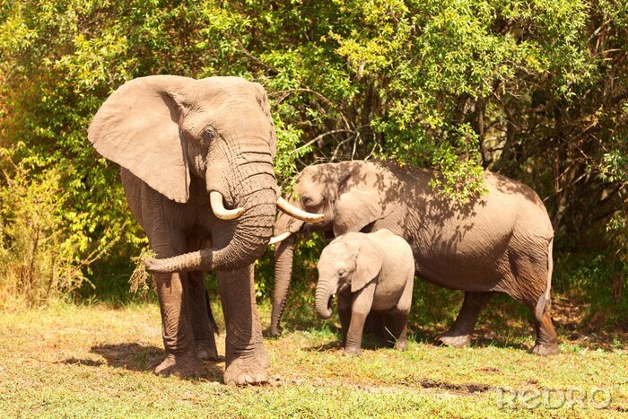 Fotobehang Een familie olifanten aan de rand van het bos