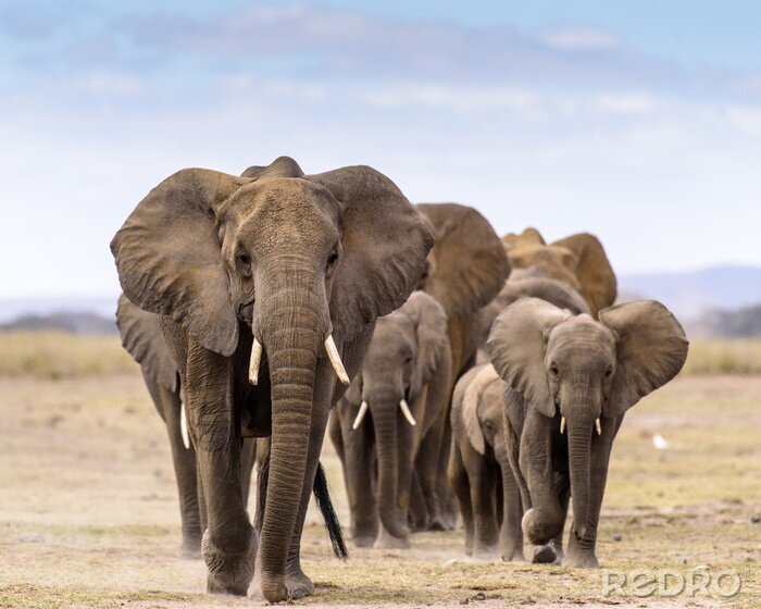 Fotobehang Een familie olifanten tegen de lucht