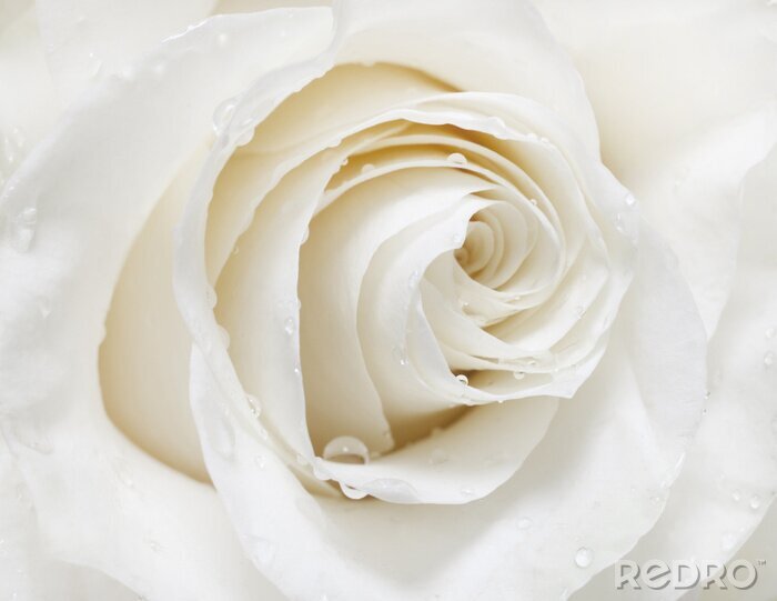 Fotobehang Een frame van een witte roos met waterdruppels