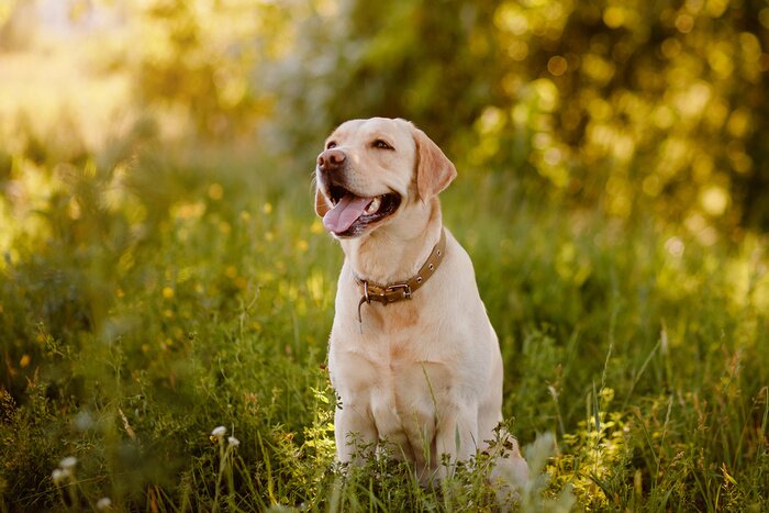Fotobehang Een gele labrador speelt in een groene weide