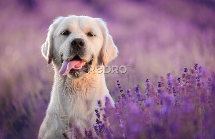 Fotobehang Een golden retriever in een lavendelveld