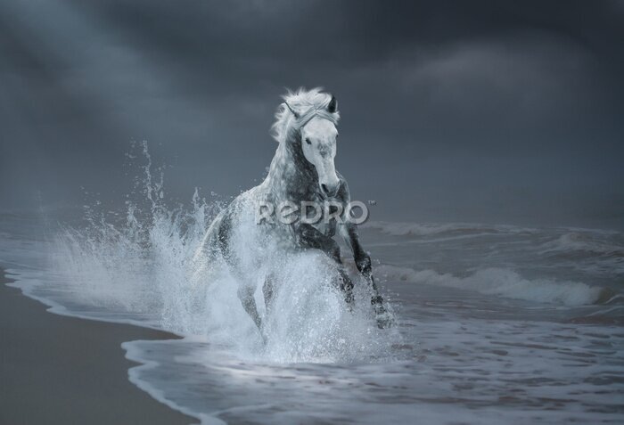 Fotobehang Een grijs paard galoppeert langs de kust