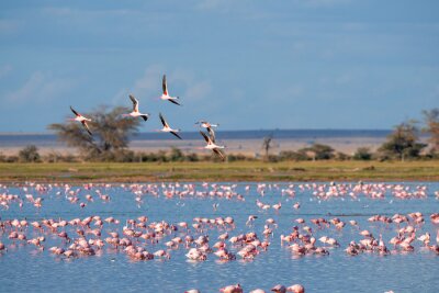 Fotobehang Een groep flamingo's op de hemelachtergrond