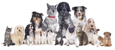 Fotobehang Een groep katten en honden van verschillende rassen.