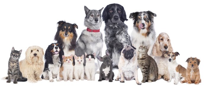 Fotobehang Een groep katten en honden van verschillende rassen.