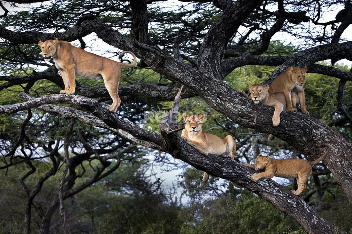 Fotobehang Een groep leeuwen op een boom in Tanzania