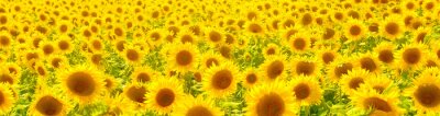 Fotobehang Een groot veld met zonnebloemen