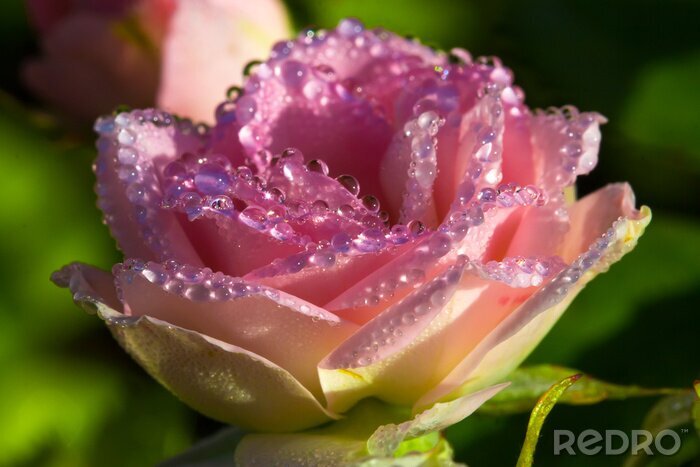 Fotobehang Een grote roos in waterdruppels