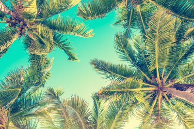 Een heerlijke zomer onder de palmbomen