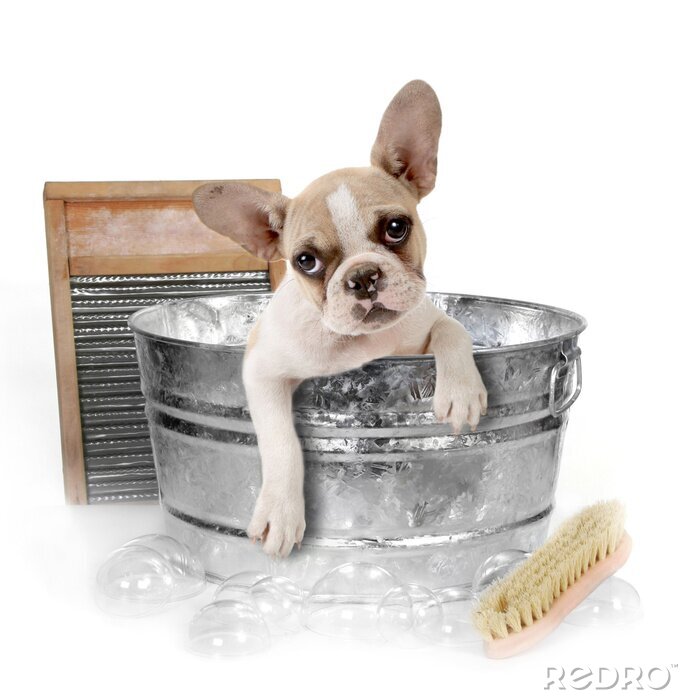 Fotobehang Een hond in bad