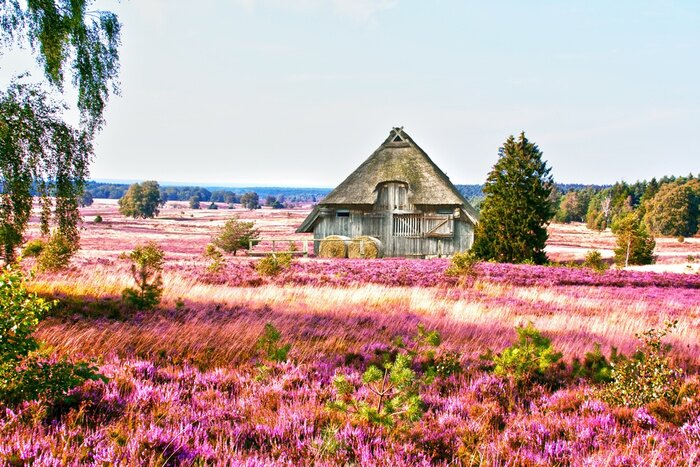 Fotobehang Een huisje tussen de bloemenvelden
