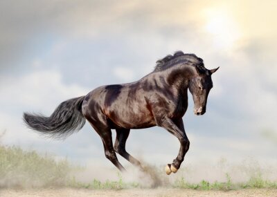 Fotobehang Een huppelend paard tegen de lucht
