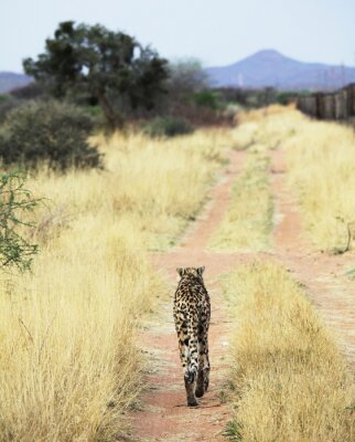 Een jachtluipaard die in de savanne loopt