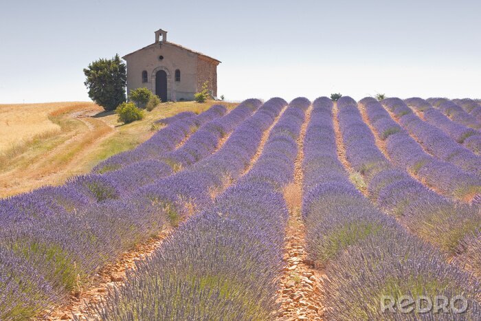 Fotobehang Een kapel tussen lavendelvelden