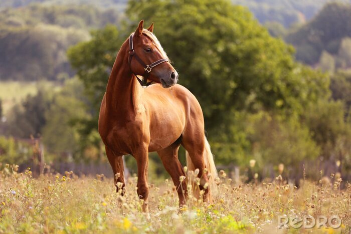 Fotobehang Een kastanjebruin paard staat in een weide met een boom op de achtergrond