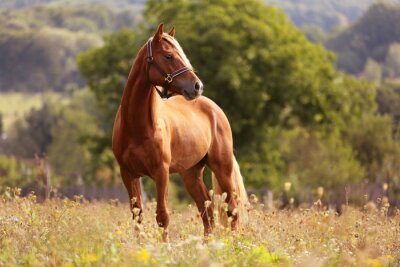 Fotobehang Een kastanjebruin paard staat in een weide met een boom op de achtergrond