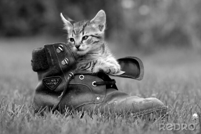 Fotobehang Een klein huisdier in een schoen